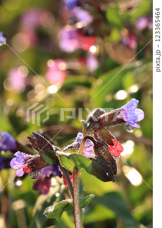 Spring colors with bokeh and drops, abstract early flowers on bokeh background at sunrise, morning dew and freshness in the garden. 123365464