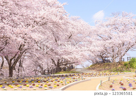 春　桜満開の天童公園　山形県 123365581