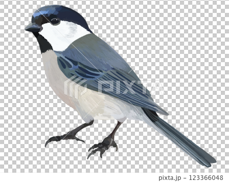 Willow tit 123366048