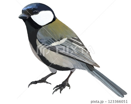 シジュウカラ 123366051