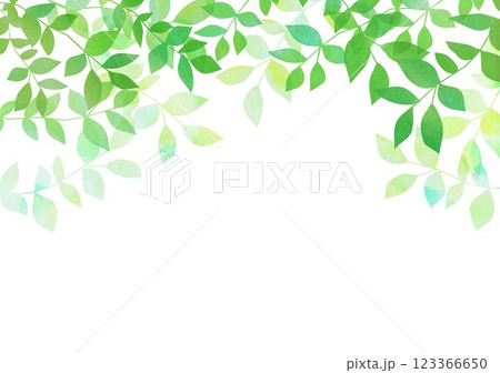 新緑の葉が茂る 123366650