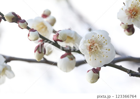 白い梅の花 白い梅の花 123366764