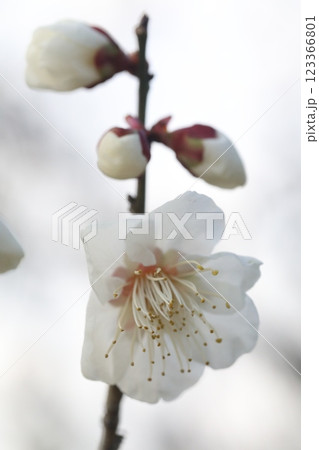 白い梅の花 123366801