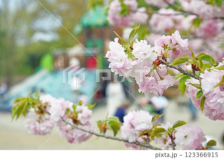 満開の桜に包まれた公園 満開の桜に包まれた公園 123366915