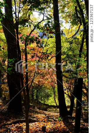 秋の紅葉が始まった林 秋の紅葉が始まった林 123367137