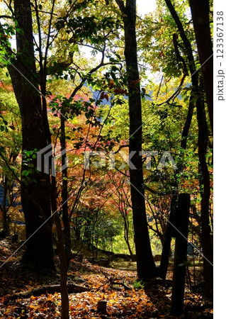 秋の紅葉が始まった林 秋の紅葉が始まった林 123367138
