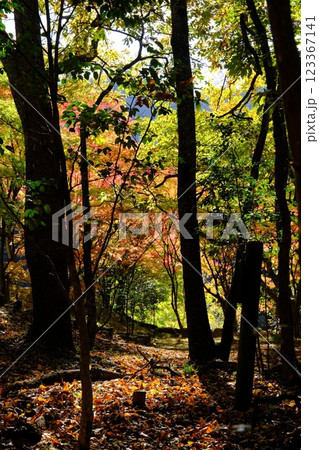 秋の紅葉が始まった林 秋の紅葉が始まった林 123367141
