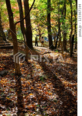 秋の紅葉が始まった林 秋の紅葉が始まった林 123367144