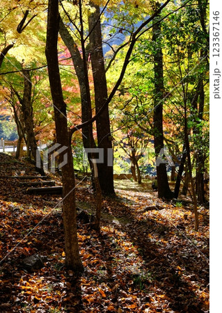 秋の紅葉が始まった林 123367146