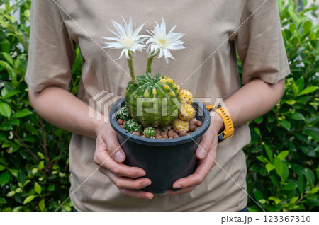 Woman holding a pot of Echinopsis Subdenudata 'Variegata' cactus with flowers blooming. Woman holding a pot of Echinopsis Subdenudata 'Variegata' cactus with flowers blooming. 123367310