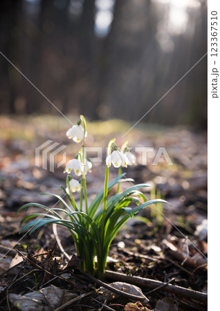 Gorgeous and Delicate Snowdrop Flowers Leucojum Vernum Thriving in Their Beautiful and Natural Setting 123367510