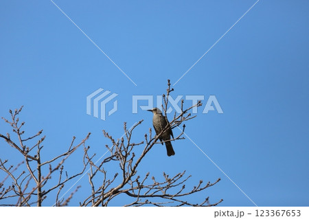 桜木の枝に止まるヒヨドリ 123367653