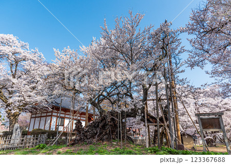 山梨県北杜市 満開の山高神代桜 123367688