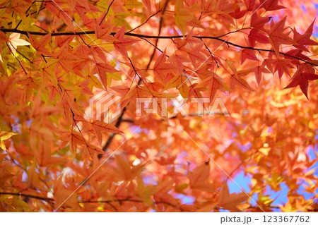 奈良県・生駒市・鹿ノ台中央公園・タイワンフウの紅葉38 奈良県・生駒市・鹿ノ台中央公園・タイワンフウの紅葉38 123367762
