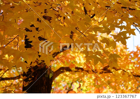 奈良県・生駒市・鹿ノ台中央公園・タイワンフウの紅葉26 奈良県・生駒市・鹿ノ台中央公園・タイワンフウの紅葉26 123367767