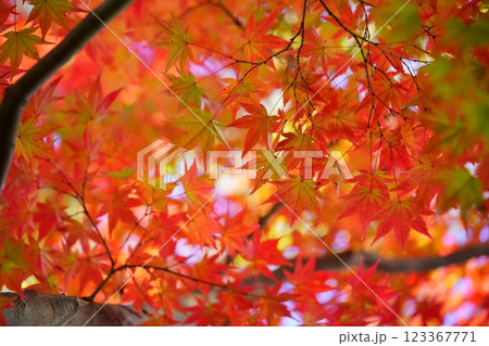 奈良・生駒市・鹿ノ台中央公園の錦のもみじ26 123367771