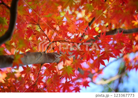 奈良・生駒市・鹿ノ台中央公園の錦のもみじ24 奈良・生駒市・鹿ノ台中央公園の錦のもみじ24 123367773