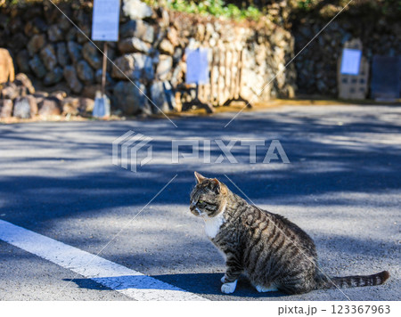唐沢山神社の猫2 唐沢山神社の猫2 123367963