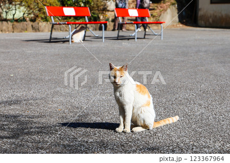 唐沢山神社の猫1 唐沢山神社の猫1 123367964