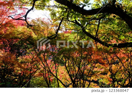 秋の紅葉が始まった林 123368047