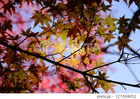 秋の紅葉が始まった林 123368052