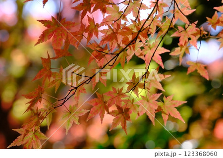 秋の紅葉 123368060