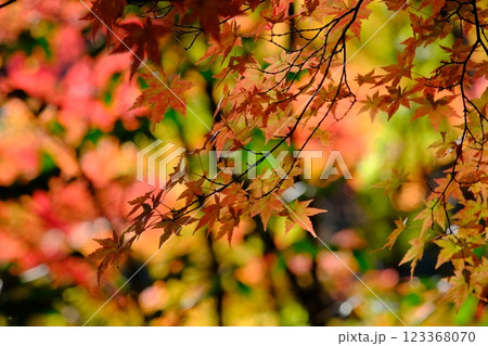秋の紅葉 123368070
