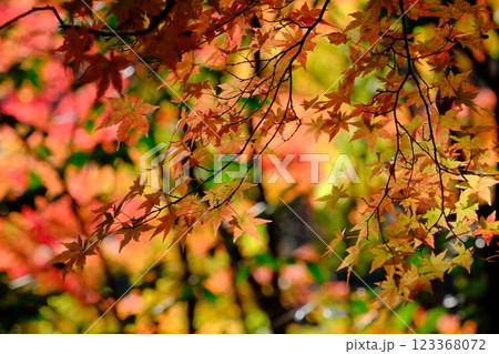 秋の紅葉 秋の紅葉 123368072