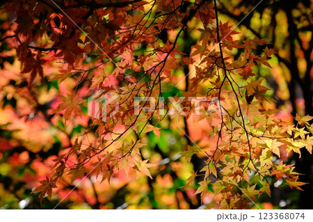秋の紅葉 秋の紅葉 123368074