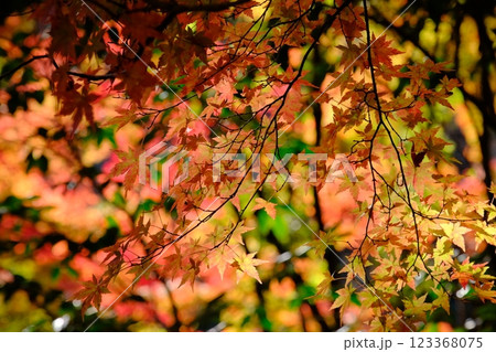 秋の紅葉 秋の紅葉 123368075