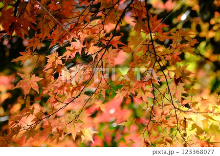秋の紅葉 秋の紅葉 123368077