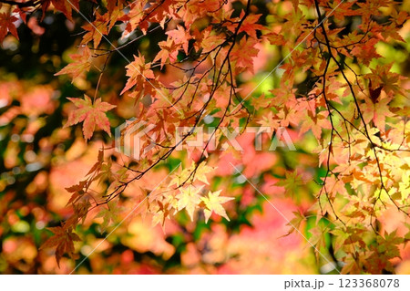 秋の紅葉 123368078