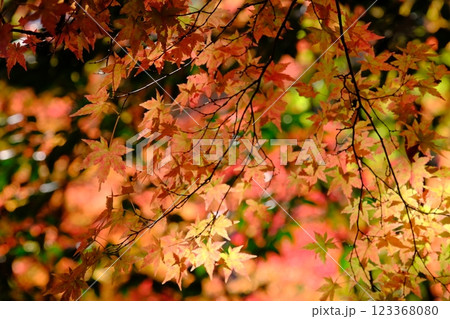 秋の紅葉 123368080