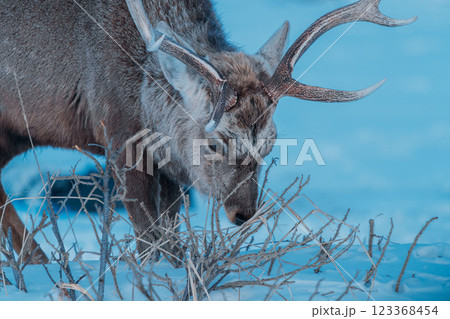 流氷の残る海辺に現れたエゾシカ 123368454