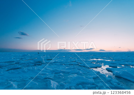 流氷とオオワシ 123368456