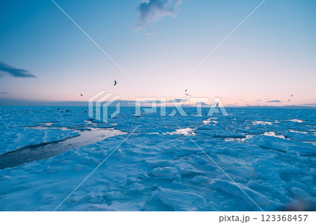 流氷とオオワシ 123368457