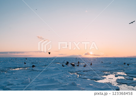 流氷とオオワシ 123368458