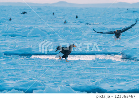 流氷の上を飛ぶオジロワシとオオワシ 123368467