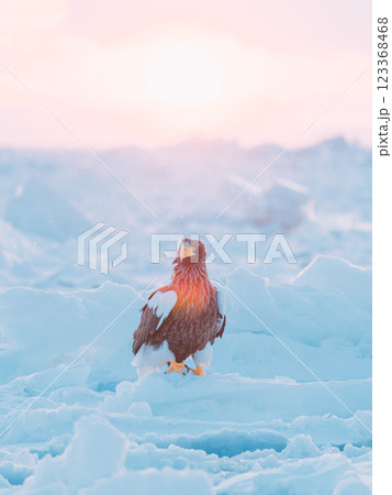 流氷の上を飛ぶオジロワシとオオワシ 123368468