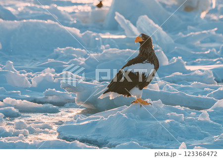 流氷の上を飛ぶオジロワシとオオワシ 123368472