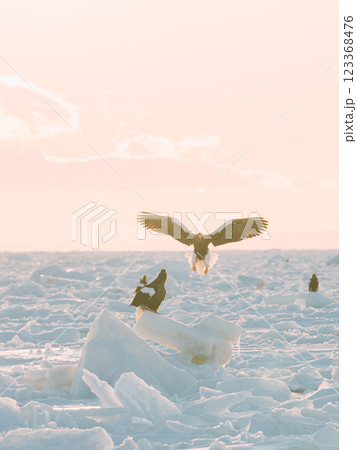 流氷の上を飛ぶオジロワシとオオワシ 123368476