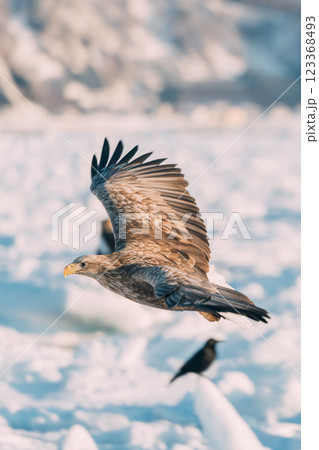 流氷の上を飛ぶオジロワシとオオワシ 123368493