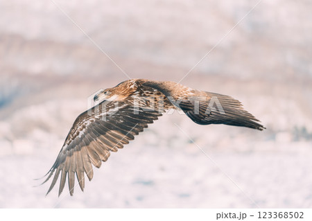 流氷の上を飛ぶオジロワシとオオワシ 123368502