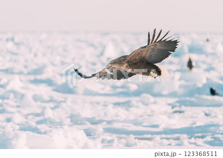 流氷の上を飛ぶオジロワシとオオワシ 123368511