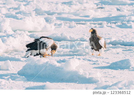 流氷の上を飛ぶオジロワシとオオワシ 流氷の上を飛ぶオジロワシとオオワシ 123368512