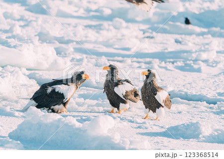 流氷の上を飛ぶオジロワシとオオワシ 123368514