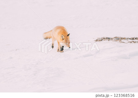 冬の森を歩くキタキツネ 123368516