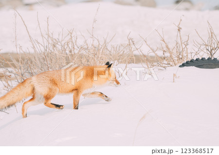 冬の森を歩くキタキツネ 123368517