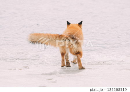 冬の森を歩くキタキツネ 123368519