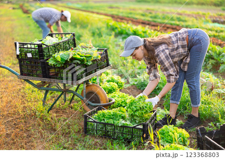 Female farm worker harvesting lettuce on farm field Female farm worker harvesting lettuce on farm field 123368803